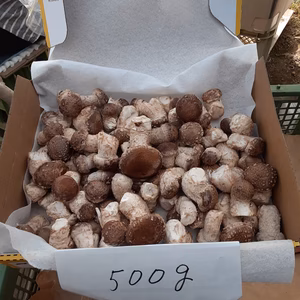 アヒージョが美味しい‼プリプリ食感の芽欠き椎茸(菌床)3月3日迄