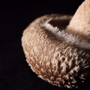 芳醇な香り！吉野の新鮮な空気と水の原木椎茸（600g）※冷凍保存可