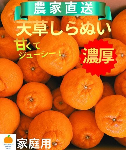 天草産ポンカン しらぬい 家庭用｜みかんの商品詳細｜ポケットマルシェ