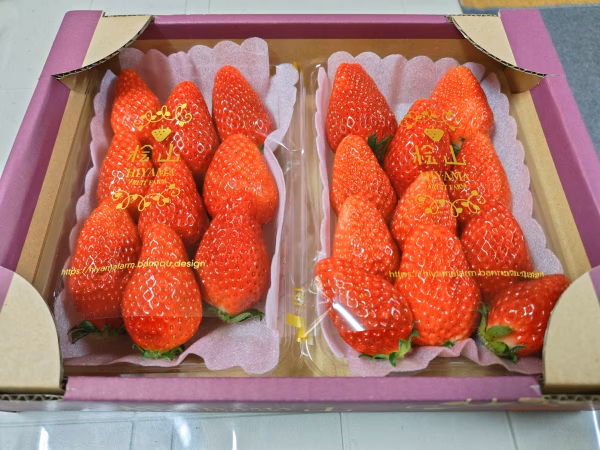 茨城県産いちご ２パック×１箱【やよいひめ】特大DX