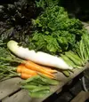 [貴山農園]季節の野菜セット(Ｓサイズ）