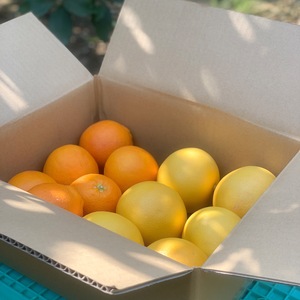 小玉のセット＊グレープフルーツとブラッドオレンジ【分量は選べます↓】