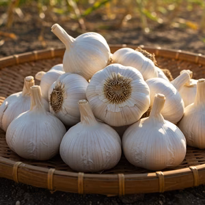 【にんにく農家が食べている】にんにくの王様『白玉王』の“生”にんにく 中玉