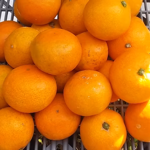 【完熟】田口みかん（美味糖度12度）M/L混在「3kg」和歌山産