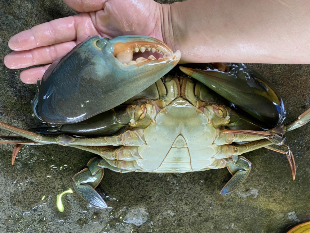 無料ダウンロード カニ 片腕 大きい 魚の画像は無料