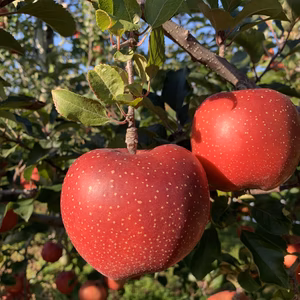不思議なりんご　青森より直送『千雪』