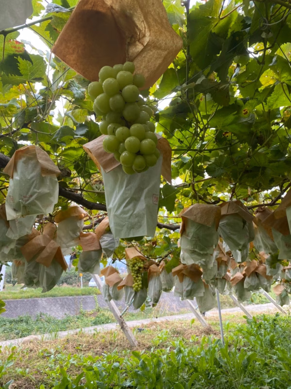 小さな房のときから傘と袋をしてお客さまのお口に入ってもよいように育てた大房のシゃ
