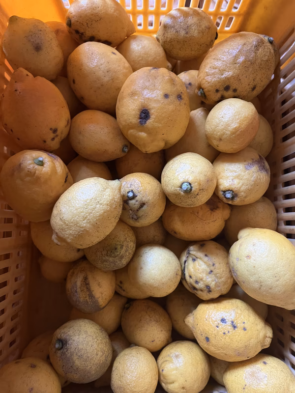 【加工用C級品】大崎上島産イエローレモン