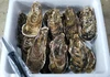 日本一深い海で熟成された深海牡蠣！『碧』大サイズ 生食用 