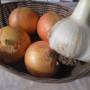 ジャンボニンニクと玉ねぎセット　無農薬栽培