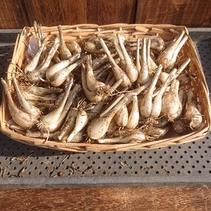 らっきょう　500ｇ入り【農薬不使用】♪根付き♪生食、甘酢漬けに        