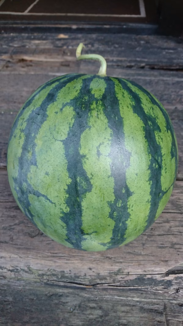 夏の果実！！長浦スイカ”祭りばやし”Mサイズ２玉入り１０～１２ｋｇ