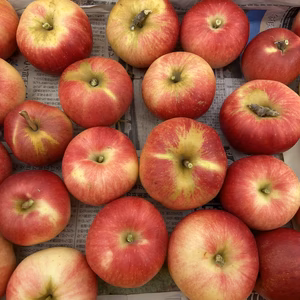 【緊急】本日発送！家庭用 さんさ 箱満タンで発送します❗️　信州りんご 