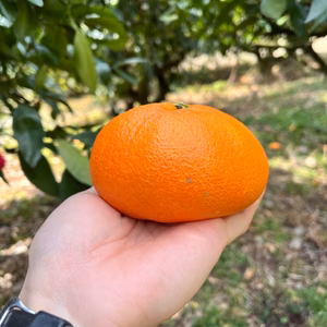 甘さ！食感！満足感！愛媛県オリジナル品種「甘平」★ご家庭用