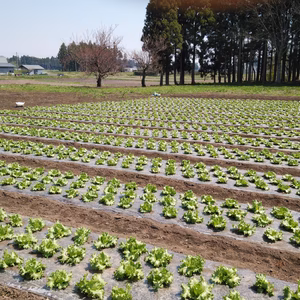 無農薬栽培レタス