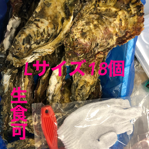 南三陸志津川産　真牡蠣Lサイズ18個　牡蠣ナイフ＋片手軍手付き