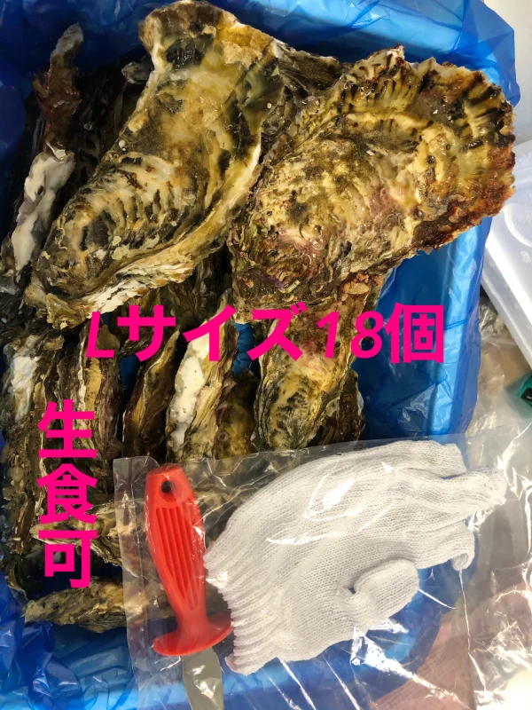南三陸志津川産　真牡蠣Lサイズ18個　牡蠣ナイフ＋片手軍手付き
