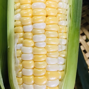 ドルチェドリーム「スーパースイートコーン」深谷産LLサイズ9本クール便