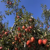 紅玉譲りの酸味　青森りんご　サンジョナゴールド　贈答用　農家直送　10月20日頃