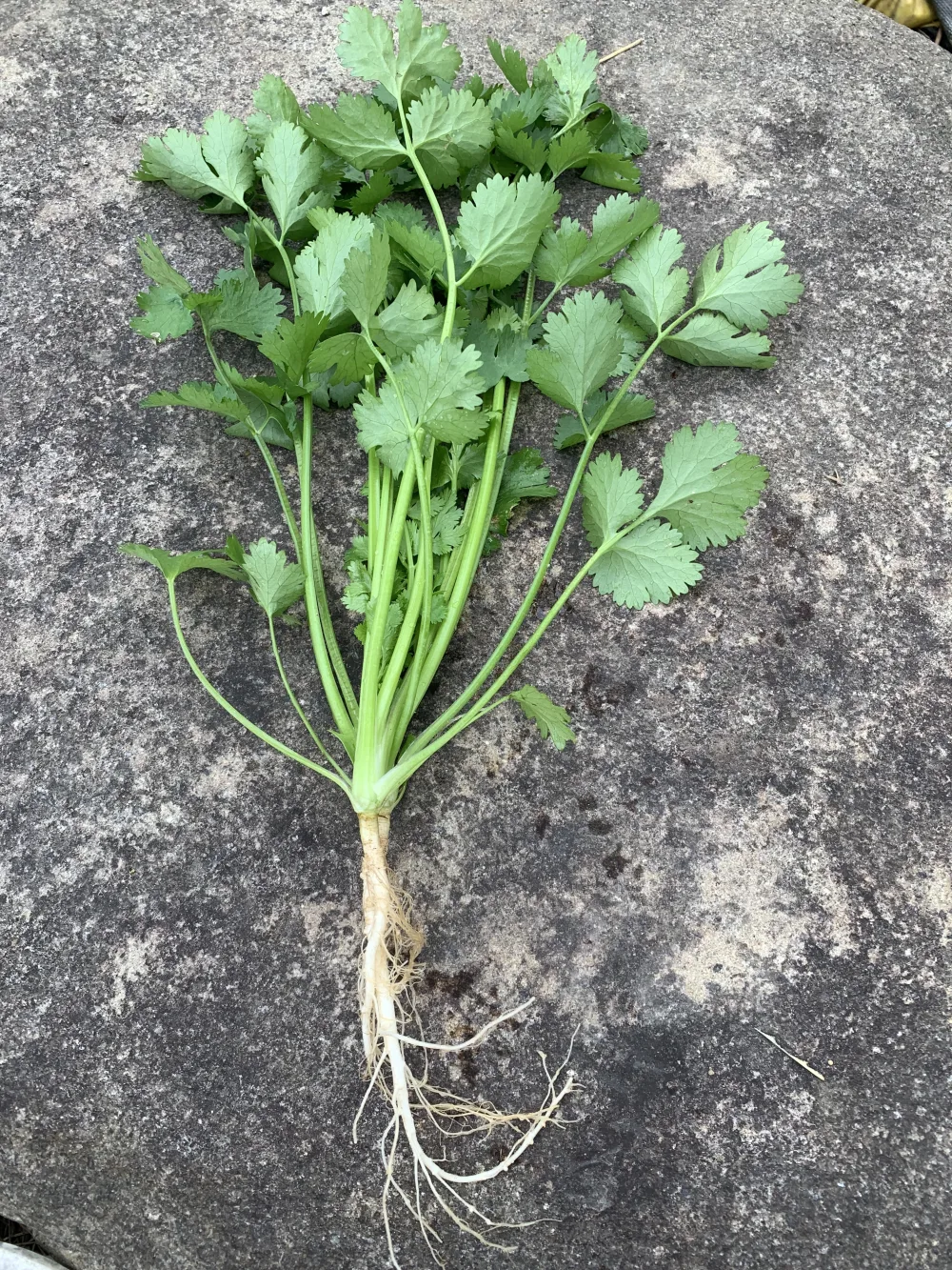 熊本県八代産12月に採れた農薬不使用野菜詰め合わせ 野菜セット 4kg