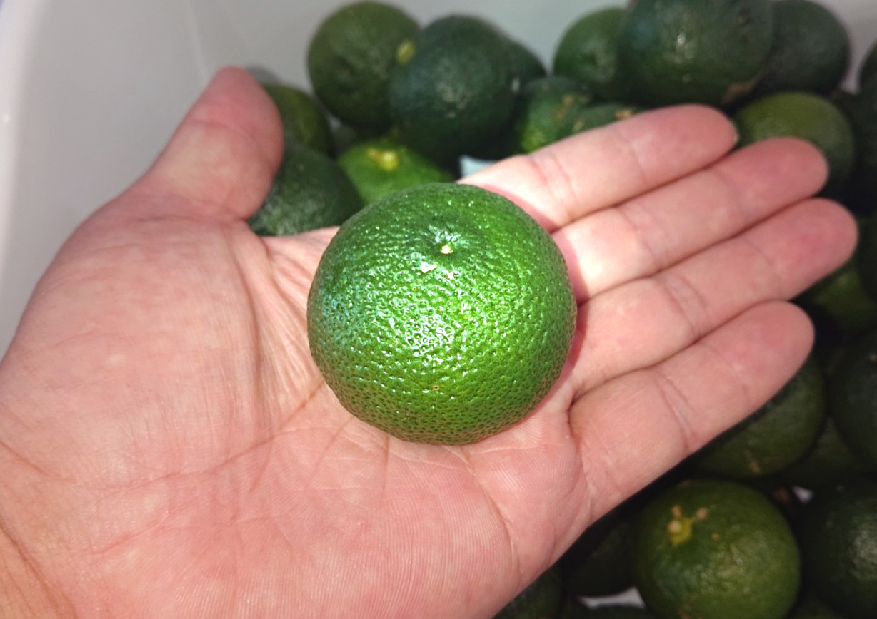 青ゆず 1kg~(15~20個前後)本場高知県産! 青ゆず玉 1kg個