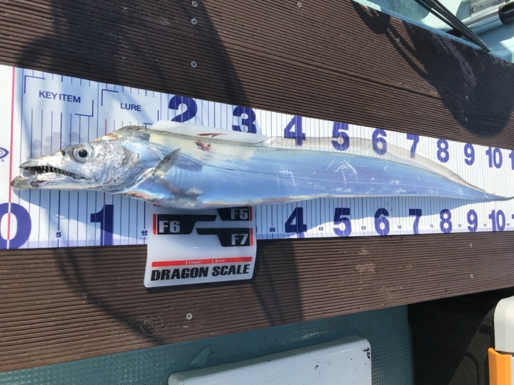 限定1尾 一本釣りドラゴン太刀魚 釣りたてピカピカ ドラゴンサイズ 農家漁師から産地直送の通販 ポケットマルシェ