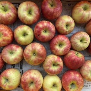 家庭用 シナノリップ 約2kg～ 信州りんご 