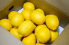 ［2Lサイズ］特選低農薬レモン！贈り物にも◎