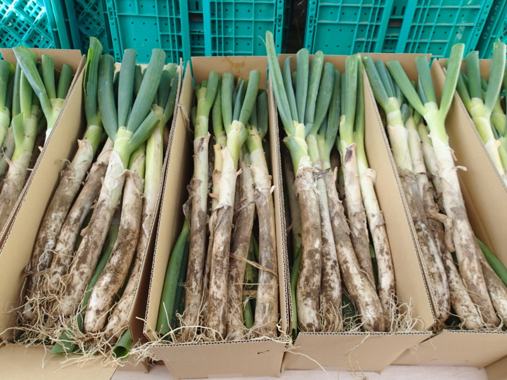 毎日お家で新鮮ネギ６kg５０本 １カ月保存可 農家漁師から産地直送の通販 ポケットマルシェ