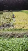 昭和のリバイバル玄米１０Ｋ　　おだ掛け、肥料農薬不使用、自家種