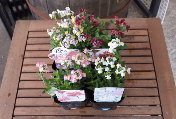 ネメシアＭＩＸ　4ポットセット（10.5ｃｍ×4）