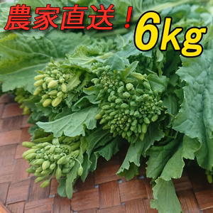 『菜花（なばな、菜の花、なのはな）6kg』朝取り農家直送 200g×30 南房総