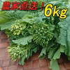 『菜花（なばな、菜の花、なのはな）6kg』朝取り農家直送 200g×30 南房総