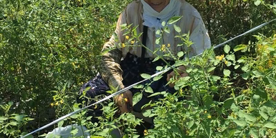 帰ってきた！マイクロトマトチャンバー組合