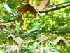 パリッと新鮮☆シャインマスカット《小箱》1房550-700g