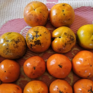 【柿好きな方へ】『西村早生（にしむらわせ）＆太秋（たいしゅう）』食べ比べセット