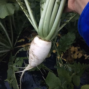 涙が出る程からい！だがそれが良い。からみ大根（ホワイト）