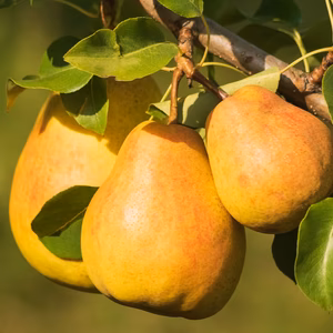 【黄金に熟す洋梨の宝石】ゼネラル・レクラーク☆約1.5kg【10月予約】