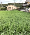 ミロク環境玄米.(農薬・化学肥料等は使用ゼロ)