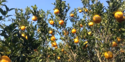 年明けの美味しい完熟ポンカンが安値なワケ