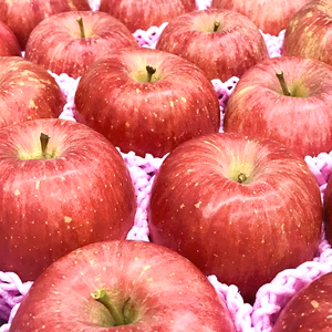 【11月上旬以降発送】特秀品りんご　約3kg（９〜12玉程度）