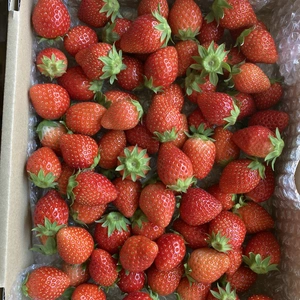 シーズン最終!やよいひめ中身おまかせと小粒900g箱♪(箱緩衝材込)