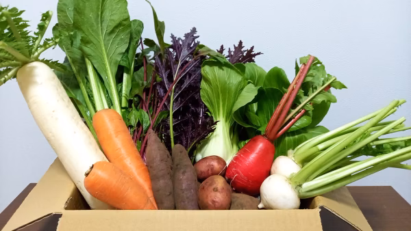 【宮崎県産】自然が生み出す旨い野菜セットM