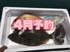 【予約】4月15日〜発送予定。瀬戸内海岡山県産鮮魚ボックス2〜4種
