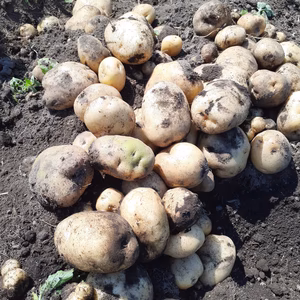 違いがわかるかな？ じゃがいも2品種【男爵・北あかり】セット