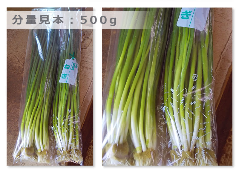 小ネギ　15キロ 専用 クール便】使い勝手抜群！薬味だけじゃもったいない未カット水耕