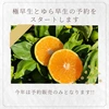 有田みかん　みかん　早生　レモン　グリーンレモン　計５キロ　セット
