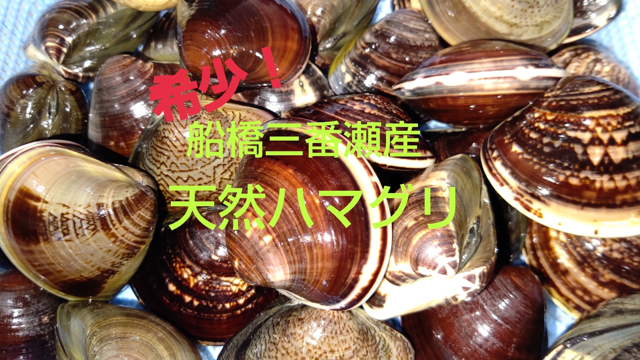 希少 船橋三番瀬産天然ハマグリ 農家漁師から産地直送の通販 ポケットマルシェ