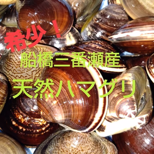希少！船橋三番瀬産天然ハマグリ
