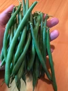 【今が旬の夏野菜だぞ！】自然栽培のいんげん&モロッコ豆セット